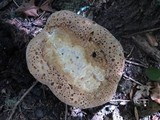 Inonotus dryadeus image