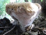 Inonotus dryadeus image