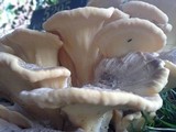 Meripilus sumstinei image