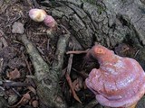 Ganoderma curtisii image