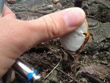 Ganoderma curtisii image