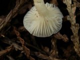 Hygrocybe russocoriacea image