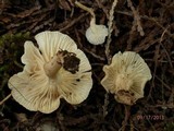 Hygrocybe russocoriacea image
