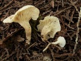 Hygrocybe russocoriacea image