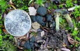 Leotia viscosa image