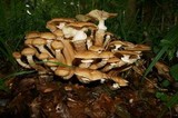 Armillaria solidipes image