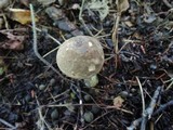 Leccinum variicolor image