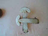 Leccinum variicolor image