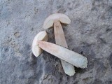 Leccinum variicolor image