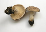 Lactarius argillaceifolius image
