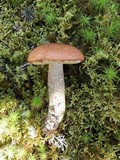 Leccinum vulpinum image
