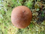 Leccinum vulpinum image