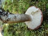 Leccinum vulpinum image