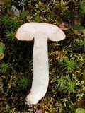 Leccinum vulpinum image
