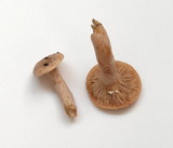 Lactarius subviscidus image