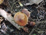 Tricholoma fulvum image