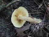 Tricholoma fulvum image