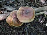 Tricholoma fulvum image
