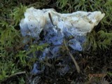 Hydnellum suaveolens image