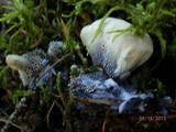 Hydnellum suaveolens image