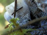 Hydnellum suaveolens image