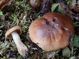 Tricholoma fulvum image