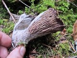 Gomphus clavatus image