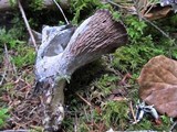 Gomphus clavatus image