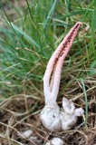 Pseudocolus fusiformis image