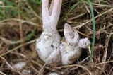 Pseudocolus fusiformis image