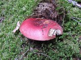 Russula xerampelina image