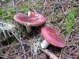 Russula xerampelina image