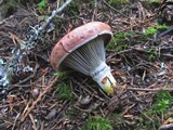 Gomphidius subroseus image