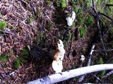 Cantharellus subalbidus image