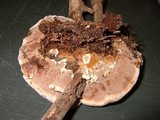 Onnia tomentosa image