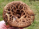 Sarcodon imbricatus image