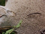 Sarcodon imbricatus image