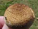Lycoperdon nigrescens image