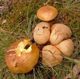 Pseudoboletus parasiticus image