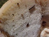 Climacocystis borealis image