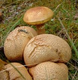 Pseudoboletus parasiticus image