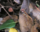 Mycena californiensis image