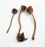 Mycena californiensis image