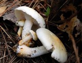 Neolentinus lepideus image
