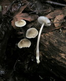 Mycena galericulata image