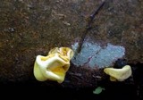 Entonaema liquescens image