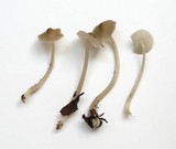 Mycena galericulata image