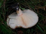 Lactarius torminosus image