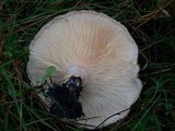 Lactarius torminosus image