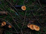 Hygrophoropsis aurantiaca image